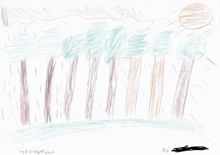 drawing of a rainforest